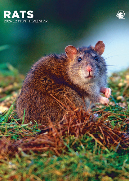 Rats - A3 Calendar 2026