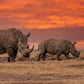 Rhinos Calendar 2025