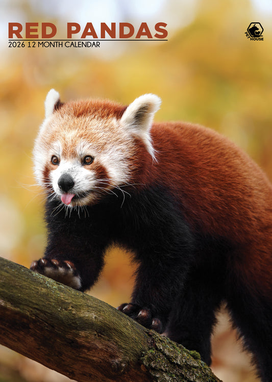 Red Panda - A3 Wholesale