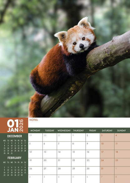 Red Panda - A3 Calendar 2026