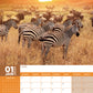 Safari Calendar 2025