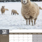 Sheep Calendar 2025
