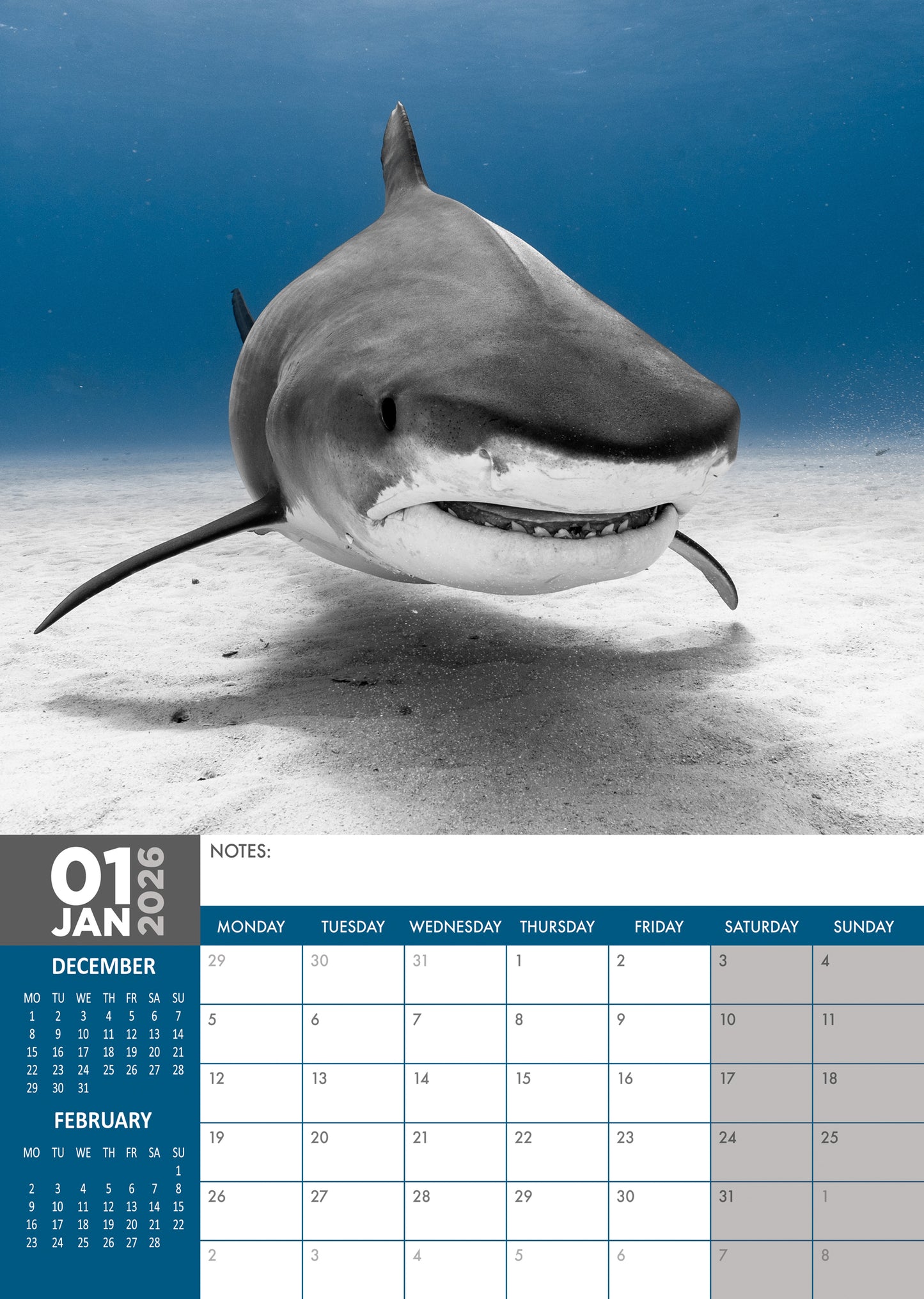 Sharks - A3 Calendar 2026