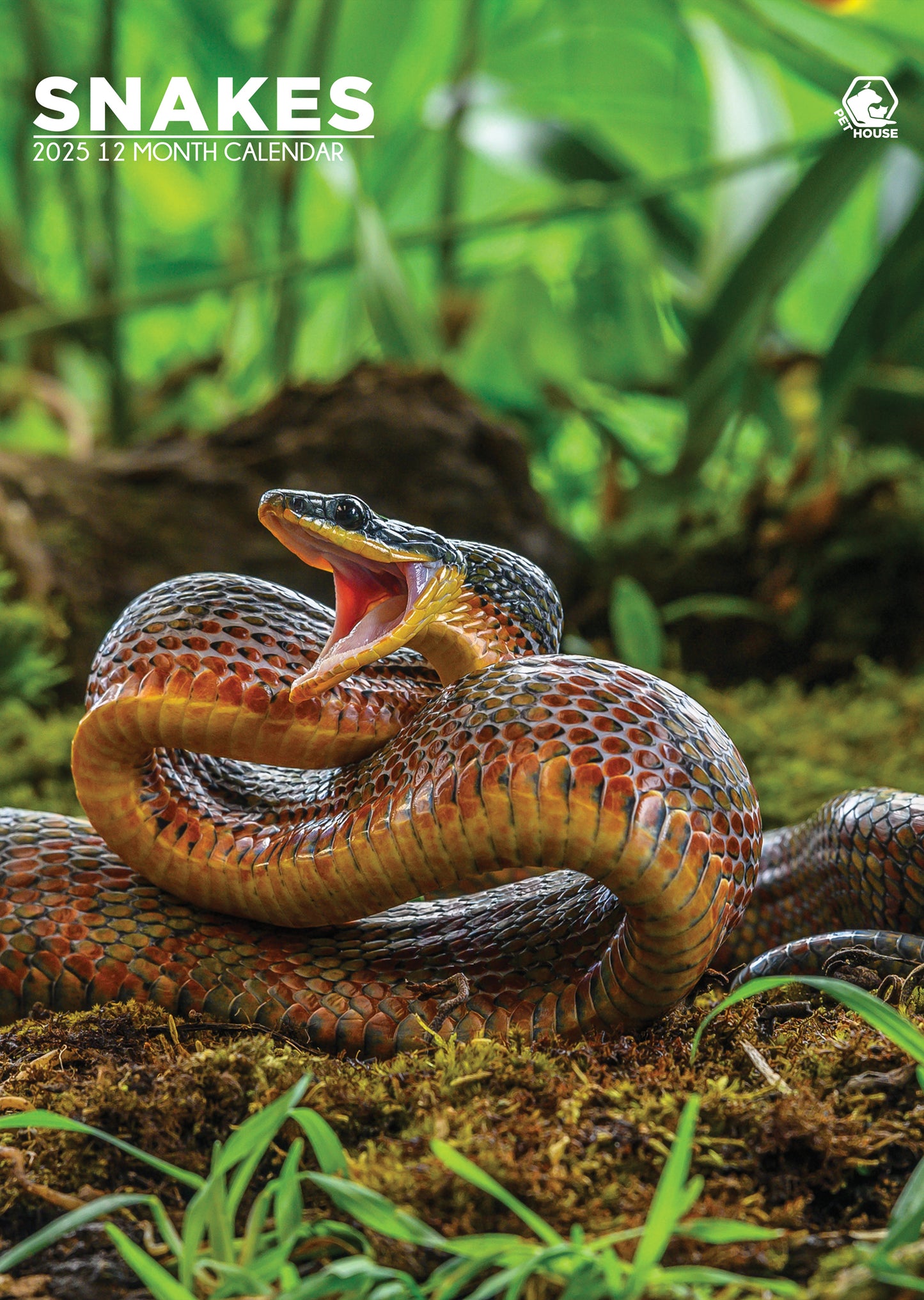 Snakes Calendar 2025 CalendarsRus