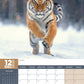 Tigers Calendar 2025