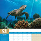 Turtles Calendar 2025