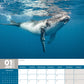 Whales Calendar 2025