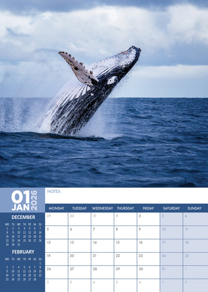 Whales - A3 Calendar 2026