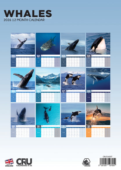Whales - A3 Calendar 2026
