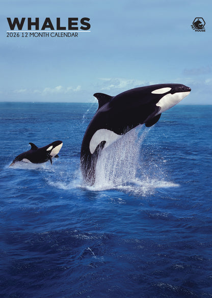 Whales - A3 Calendar 2026