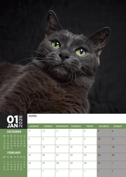 Black Cats - A3 Calendar 2026