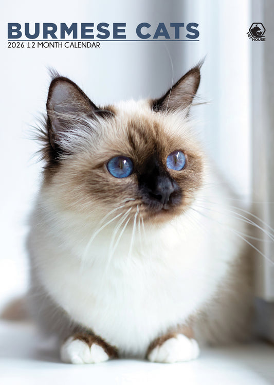 Burmese Cats - A3 Wholesale