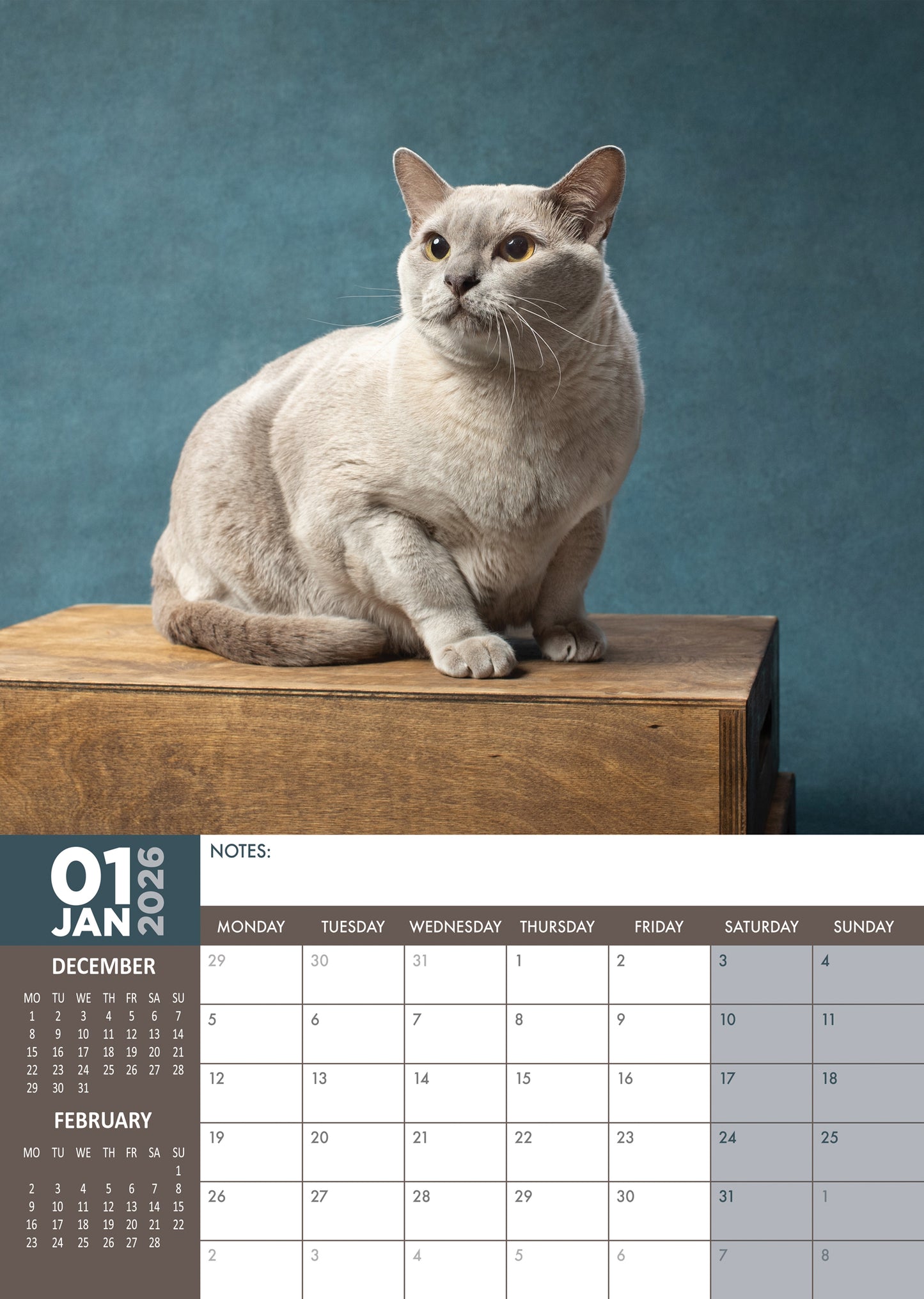 Burmese Cats - A3 Calendar 2026