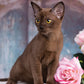 Burmese Cats Calendar 2025