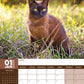 Burmese Cats Calendar 2025