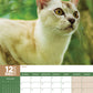 Burmese Cats Calendar 2025