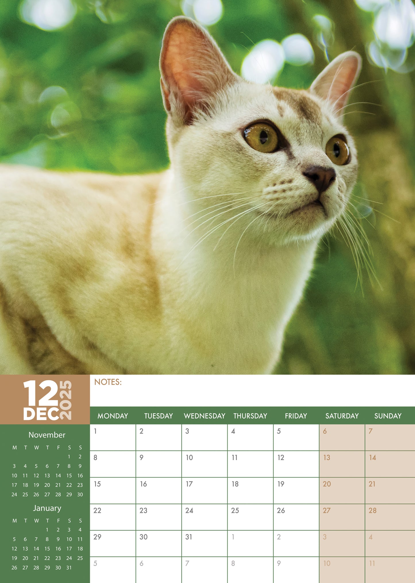 Burmese Cats Calendar 2025