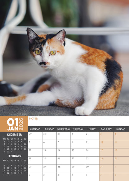 Calico Cats - A3 Calendar 2026