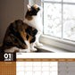 Calico Cats Calendar 2025