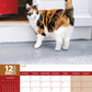 Calico Cats Calendar 2025