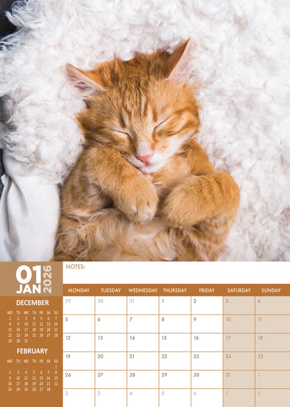 Cat Naps - A3 Calendar 2026