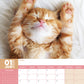 Cats Naps Calendar 2025