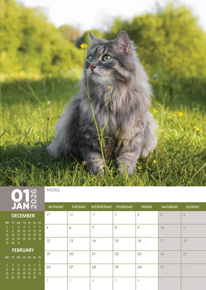 Cats - A3 Calendar 2026