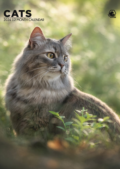 Cats - A3 Calendar 2026