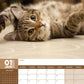 Cats Calendar 2025