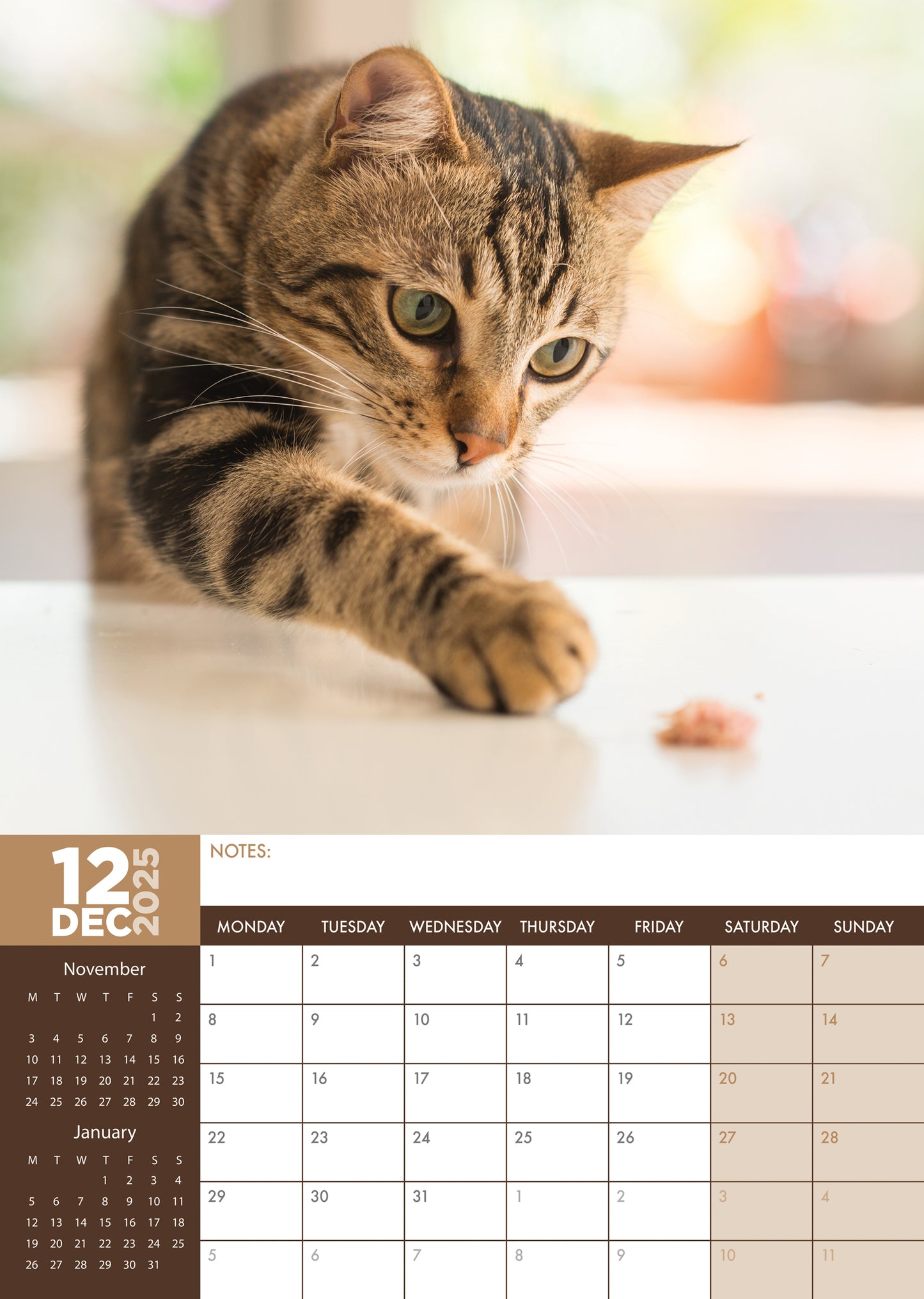 Cats Calendar 2025