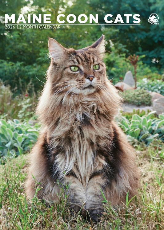 Maine Coon Cats - A3 Wholesale