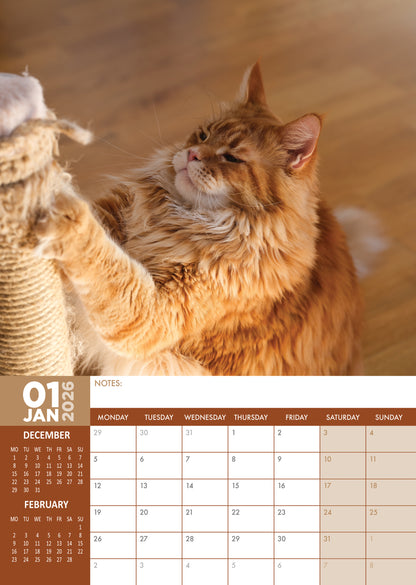 Maine Coon Cats - Calendar 2026