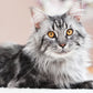 Maine Coon Cats Calendar 2024