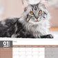 Maine Coon Cats Calendar 2024