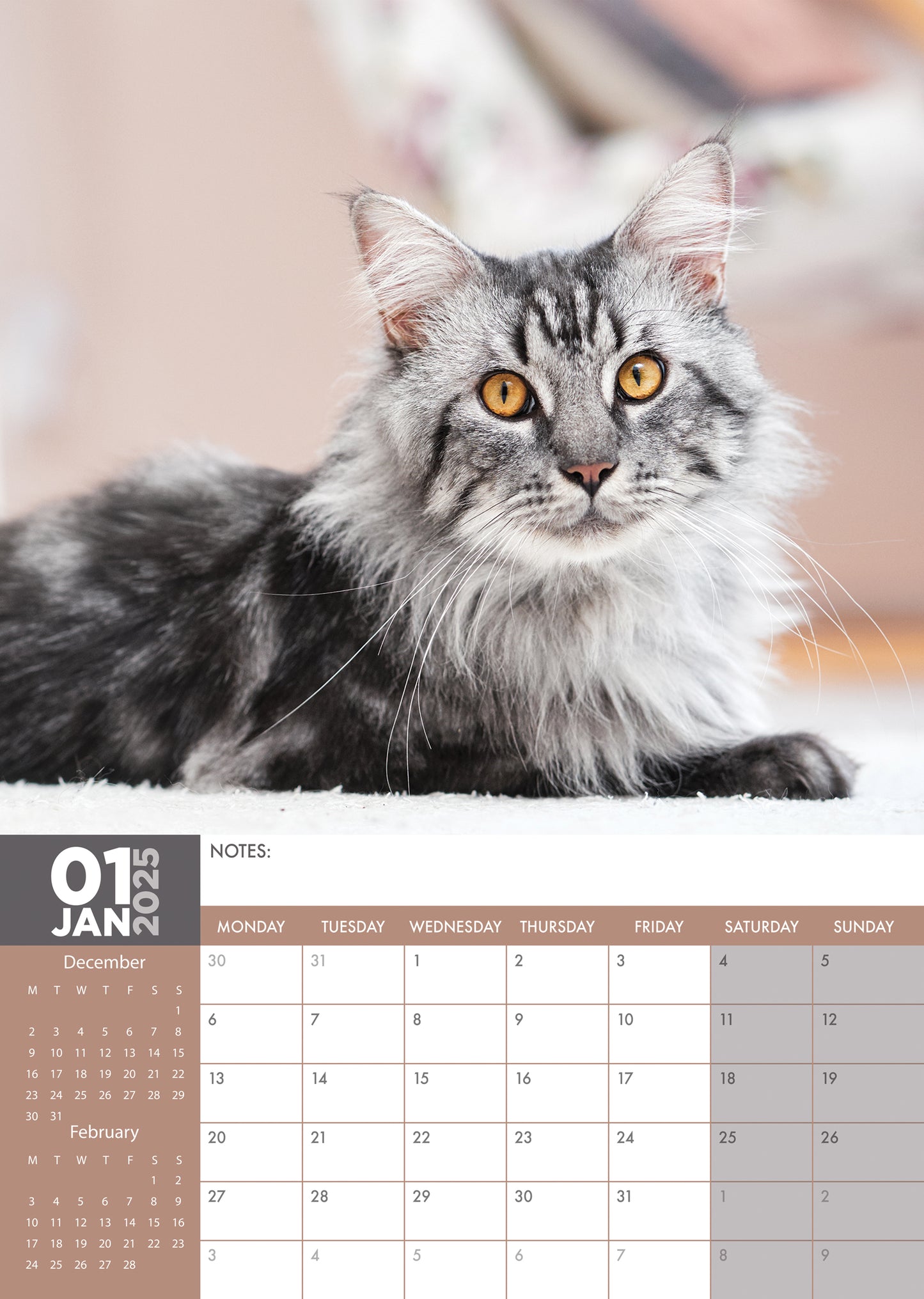 Maine Coon Cats Calendar 2024