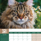 Maine Coon Cats Calendar 2024