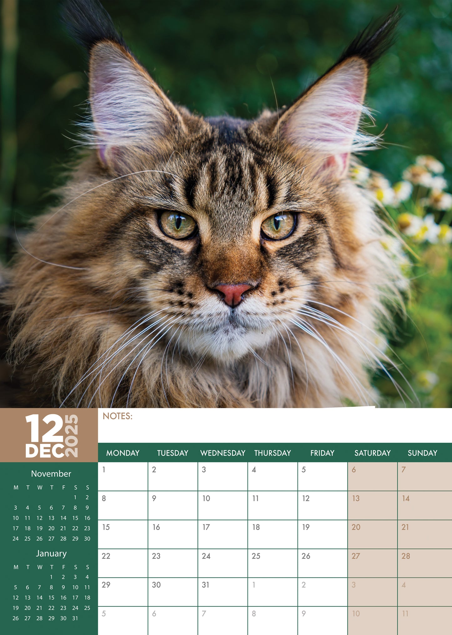 Maine Coon Cats Calendar 2024