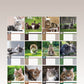 Maine Coon Cats Calendar 2024