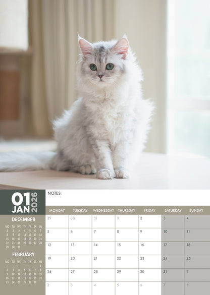 Persian Cats - A3 Calendar 2026