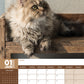 Persian Cats Calendar 2025