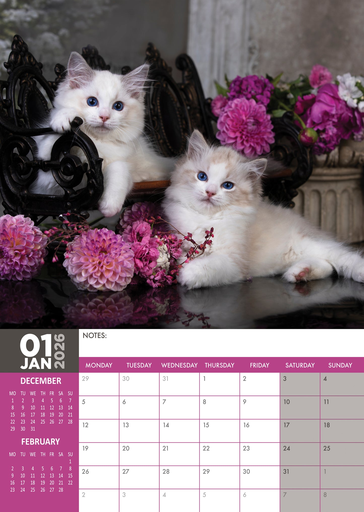Ragdoll Cats A3 Calendar 2026 CalendarsRus