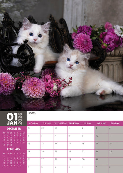 Ragdoll Cats - A3 Calendar 2026