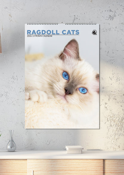 Ragdoll Cats - A3 Calendar 2026