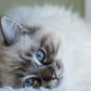 Ragdoll Cats Calendar 2025