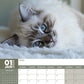 Ragdoll Cats Calendar 2025