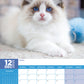 Ragdoll Cats Calendar 2025