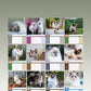 Ragdoll Cats Calendar 2025