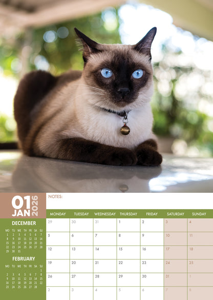 Siamese Cats - A3 Calendar 2026