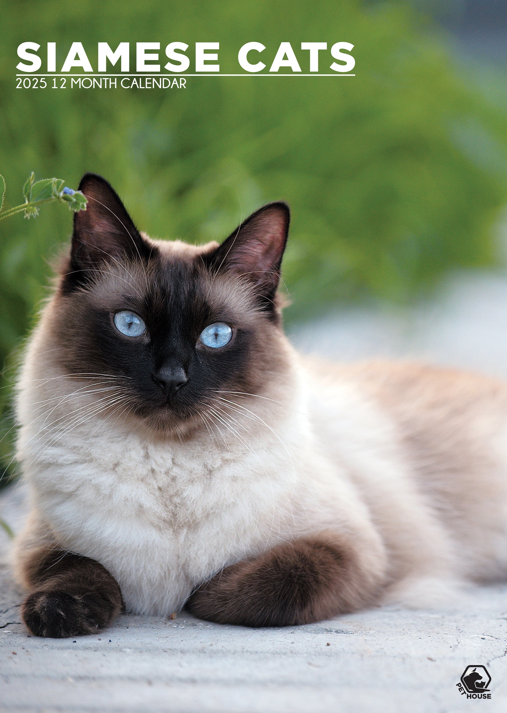 Siamese Cats Calendar 2025 CalendarsRus