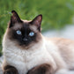 Siamese Cats Calendar 2025